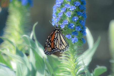 Monarch Butterflies at Ragged Point - near San Simeon, California