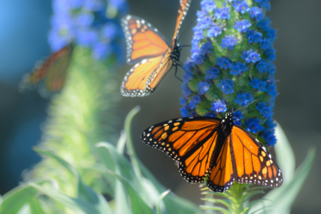 Monarch Butterflies at Ragged Point - near San Simeon, California