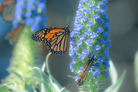 Monarch Butterflies at Ragged Point - near San Simeon, California