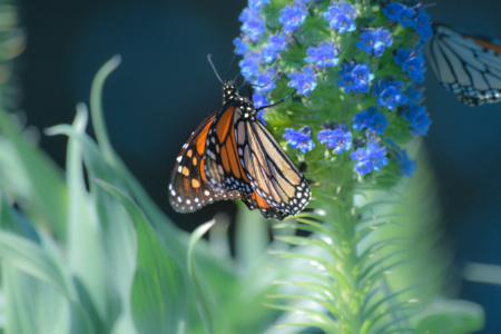Monarch Butterflies at Ragged Point - near San Simeon, California