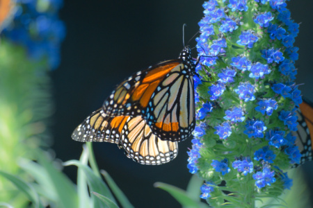 Monarch Butterflies at Ragged Point - near San Simeon, California