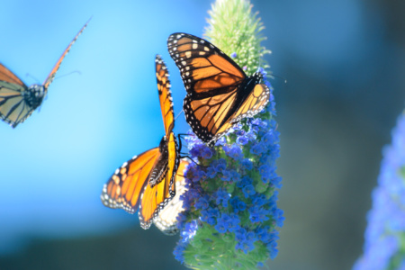 Monarch Butterflies at Ragged Point - near San Simeon, California
