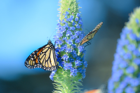 Monarch Butterflies at Ragged Point - near San Simeon, California