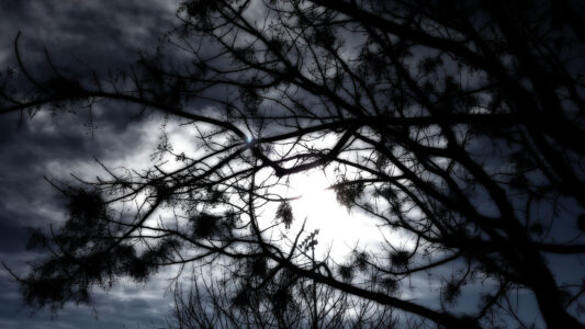 darkTREES at Barney Schwartz Park - Paso Robles, California