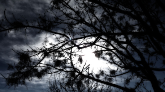darkTREES at Barney Schwartz Park - Paso Robles, California
