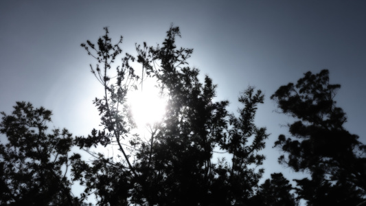 darkTREES at Morro Bay State Park Campground in California