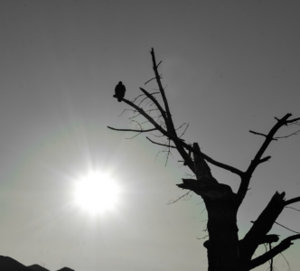 darkTREE at Salt Marsh Estuary - Morro Bay, California