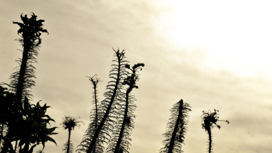 Dinosaur Caves Park - Pismo Beach